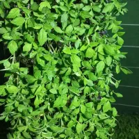 نشاء گوجه بادمجان فلفل بامیه|خدمات باغبانی و درختکاری|مشهد, نوید|دیوار