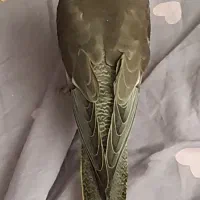 عروس هلندی گم شده|حیوانات|رامسر, |دیوار