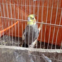 عروس هلندی|پرنده|تایباد, |دیوار