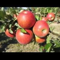 فروش سیب سالم وتضمینی ارقام پربازده مرغوب