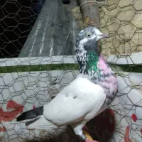 کبوتر گم شده