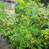 خریدار برگ سیکاس|خدمات باغبانی و درختکاری|تنکابن, |دیوار