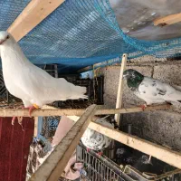 کبوتر|پرنده|لنگرود, |دیوار