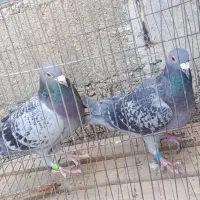 کبوتر|پرنده|خاش, |دیوار