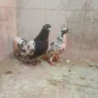 کفتر افغانی کاکلی