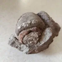 فسیل صدف