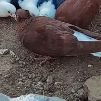 گمشده سرخ دم سفید|پرنده|تربتحیدریه, بی بی حسنیه|دیوار