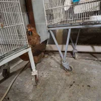 مرغ بزرگ جوجه امسال