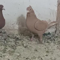 دوتا ماده دم سفید|حیوانات|رفسنجان, |دیوار