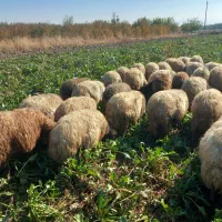 با سلام فروش ۴۵راس میش آبستن سنگین یکشم زاییده