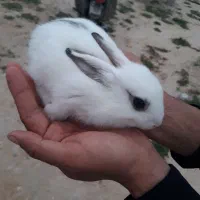 شهر خرگوش آبپخش