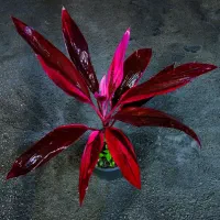 کوردلین سرخ