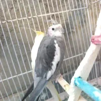 جفت عروس هلندی