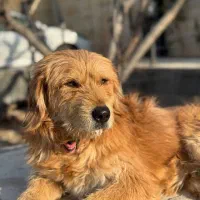 سگ گم شده|حیوانات|شهریار, بکه|دیوار