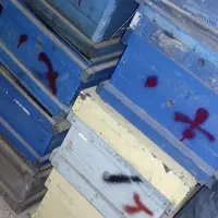 کندو زنبور عسل