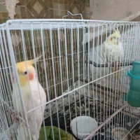 عروس هلندی