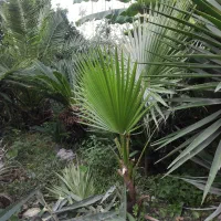 فروش و عرضه مستقیم پالم سیکاس و یوکا|خدمات باغبانی و درختکاری|نوشهر, |دیوار