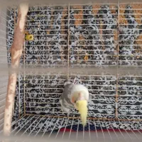 عروس هلندی|پرنده|قائن, |دیوار