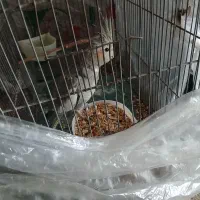 عروس هلندی نر|پرنده|ملایر, |دیوار