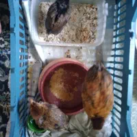 فروش چند عدد جوجه رسمی