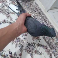 کفتر نژاد دار پاپر ضمانتی