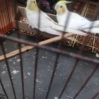 جفت عروس هلندی یک ساله آماده|پرنده|اهواز, فولاد|دیوار