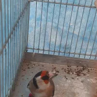 سهر درشت کرمانشاه