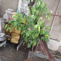 فروش نهال پرتقال|گل و گیاه طبیعی|مراغه, |دیوار