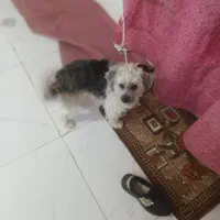 سگ آپارتمانی