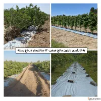 روکش پلاستیکی زیر درخت و زمین کشاورزی بازدهی بالا|خدمات باغبانی و درختکاری|اصفهان, نمایشگاه بین المللی اصفهان|دیوار