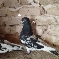 کفتر بوم ورنگه کله سیاه کاکلی سینه سیاه پرشی|پرنده|مشهد, کشف|دیوار