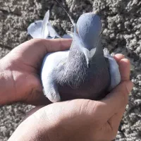 کبوتر سبز|پرنده|کلاله, |دیوار