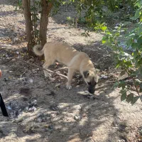 سگ پاکوتاه مفت مفت