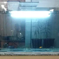 آکواریوم بزرگ