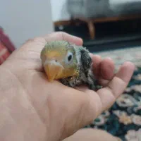 طوطی سرلاکی