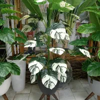 گل انجیری 18 برگ با گلدان فی 600|گل و گیاه طبیعی|کرمانشاه, |دیوار