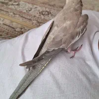 عروس هلندی ماده بالغ و مولد ، سرحال و کشیده