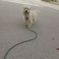 سگ پاکوتاه
