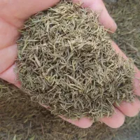 اویشن، بادام تلخ، لوبیا|حراج|لردگان, |دیوار