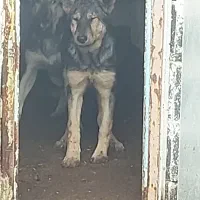 2 عدد توله سگ ژرمن نر و ماده