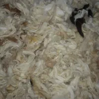 پشم گوسفند شسته شده