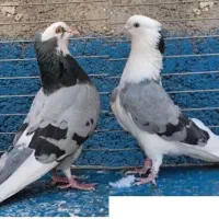 کفتر بلندپرواز کاشان