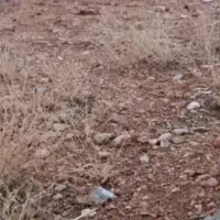 250مترزمینواقع درآب چناران لوداب بالای زیر گزر