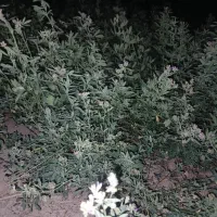کاه یونجه بدون علف چین پنجم|عمدهفروشی|فیروزآباد (فارس), |دیوار