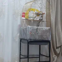 عروس هلندی|پرنده|ماکو, |دیوار