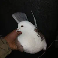 پشت دار قرمز نر هیکلی .|پرنده|قدس, شهر‌قدس|دیوار