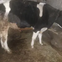 گوساله نر|حیوانات مزرعه|ترکمانچای, |دیوار