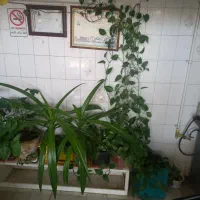 ویلایی-290متری