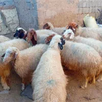 فروش فوری ۱۰عدد میش پرورشی با بره