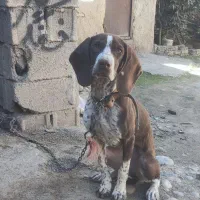 سگ شکاری دنبلانی